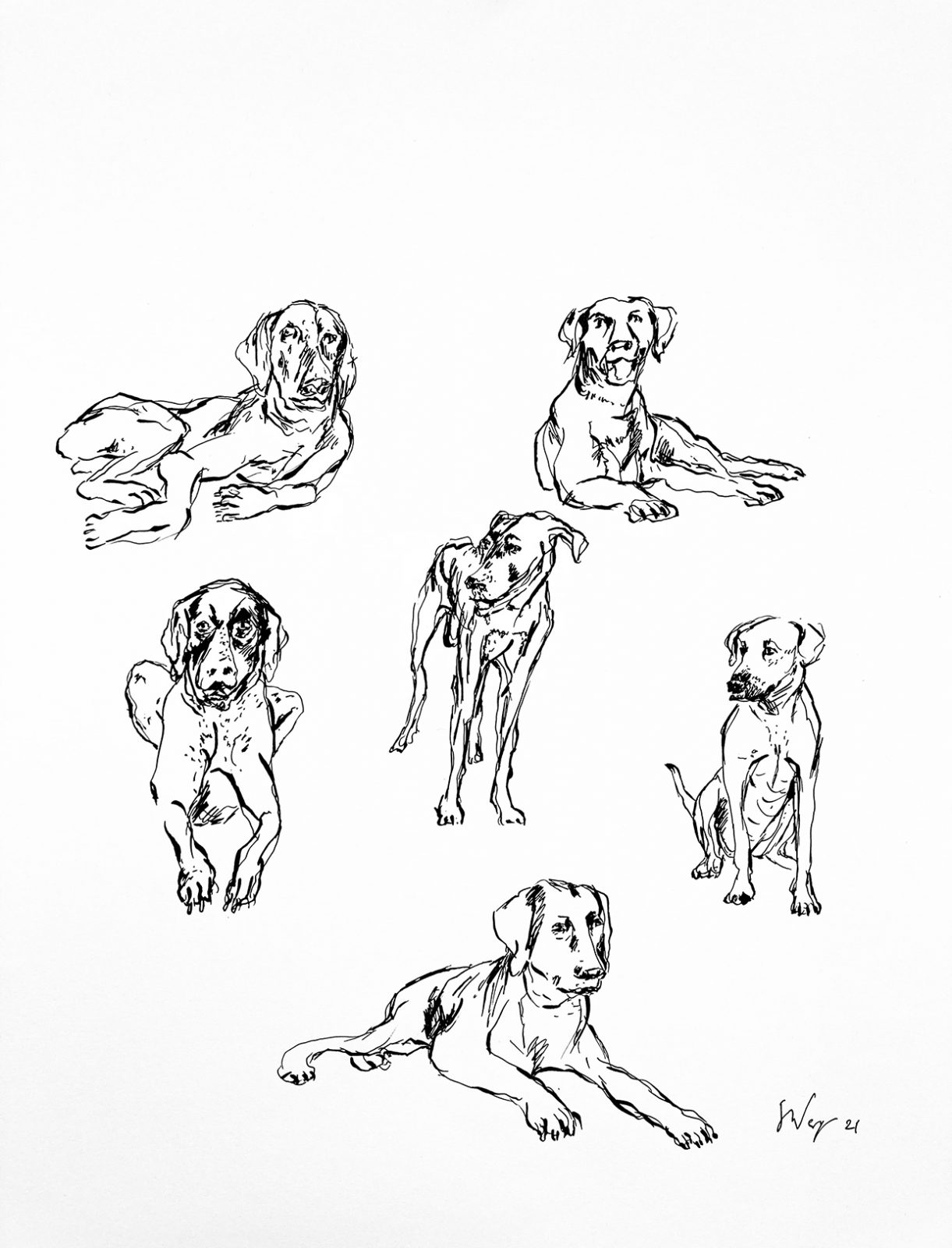pentekening van honden