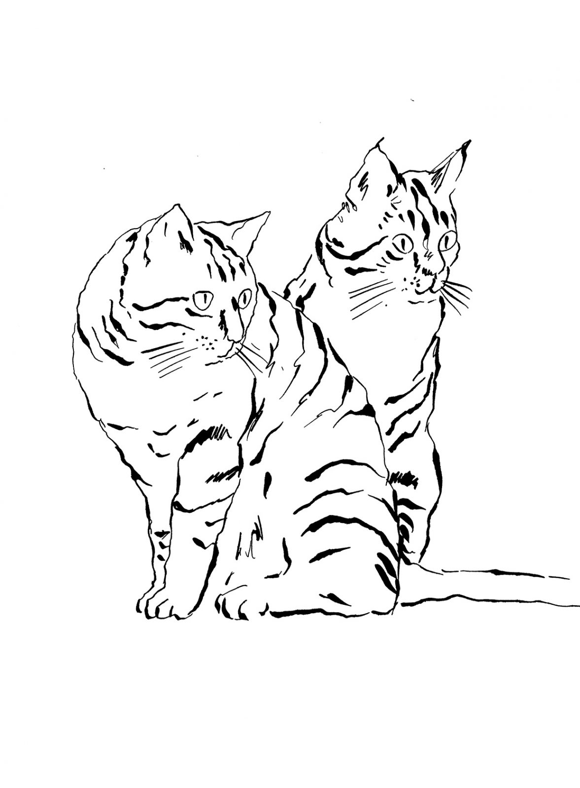 pentekening van katten