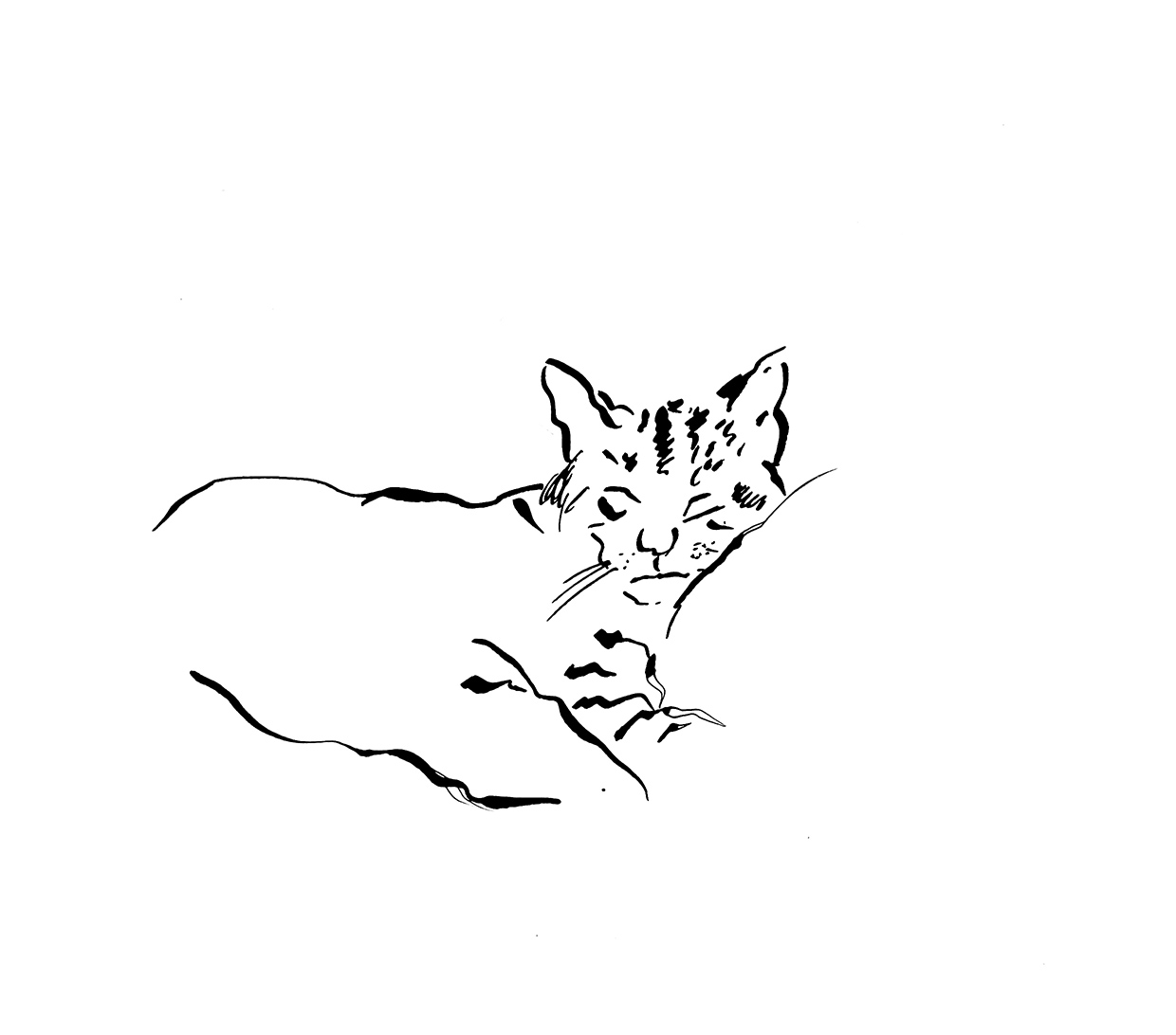 pentekening van kat